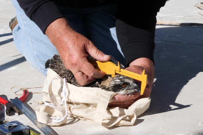Close up of man's hands holding osprey and using a measuring tool with osprey head visible