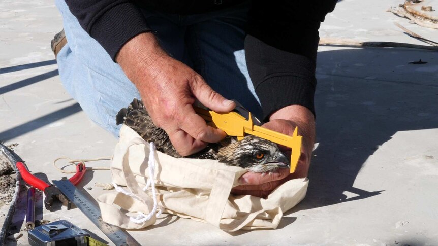 Close up of man's hands holding osprey and using a measuring tool with osprey head visible