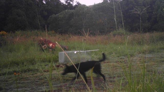 A wild dog walking past a cage trap at Southern Cross University in Lismore