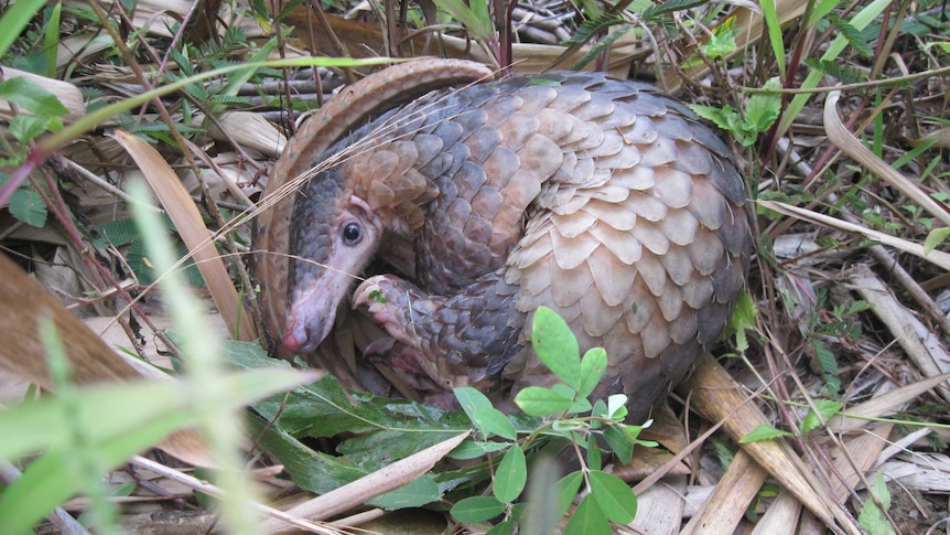 A pangolin lies amongst some foliage