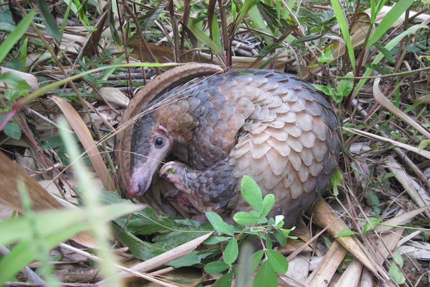 A pangolin sitting in grass