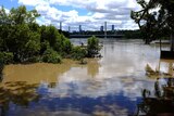 Mangroves collect debris in brown river water, in the distance the Brisbane CBD peaks out. 