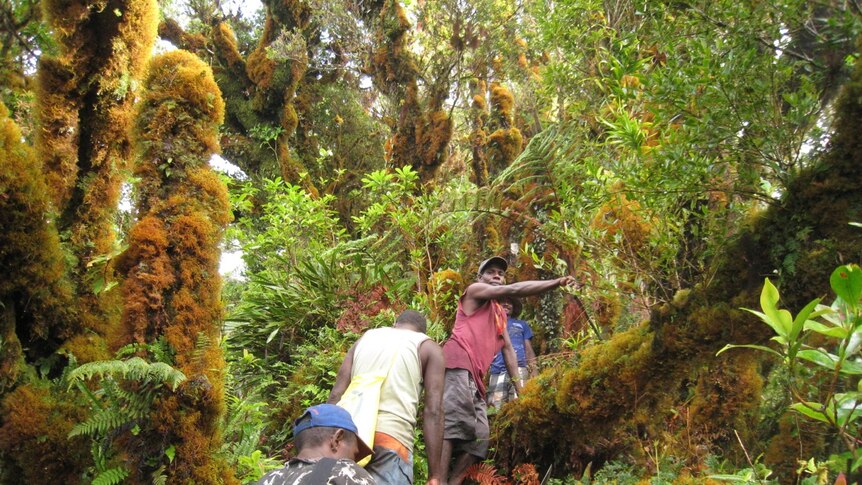 Local guides leading a walking party through through the mossy cloud forests near the crater rim