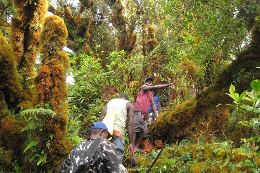 Local guides leading a walking party through through the mossy cloud forests near the crater rim
