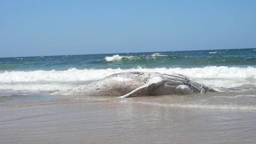 Dead whale washes up at South Broulee