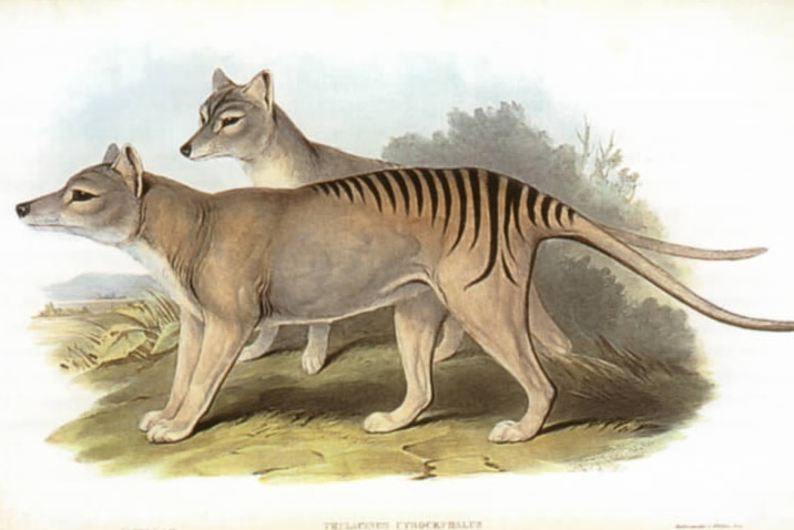 Thylacine pair illustration by John Gould