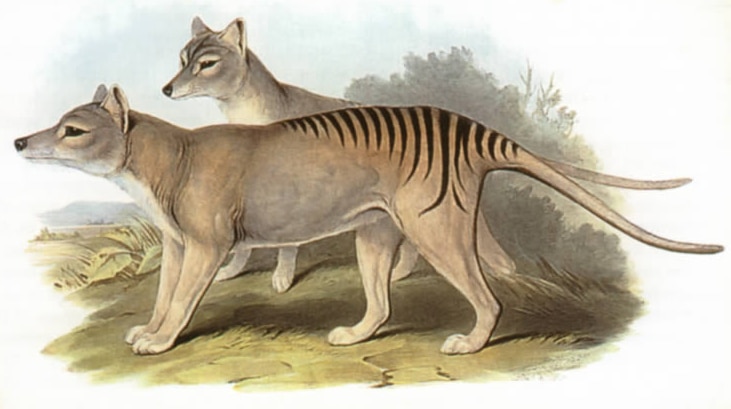 Thylacine pair illustration by John Gould