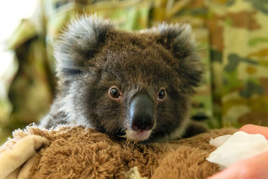 A koala sits on a furry rug.