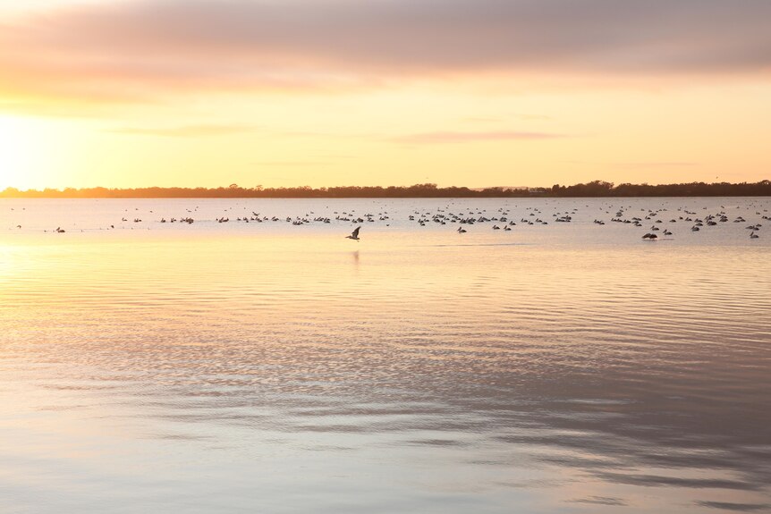 pelicans swimming in Lake Cargelligo at sunrise