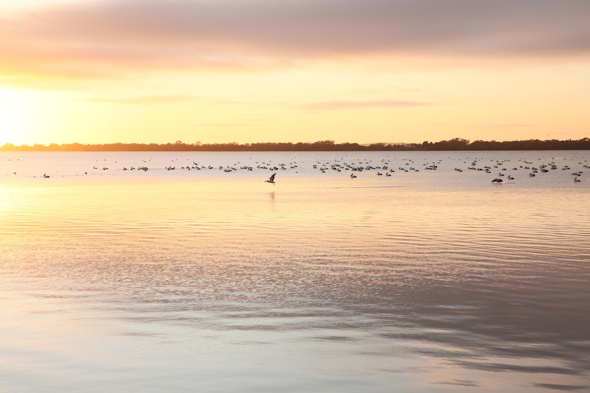 pelicans swimming in Lake Cargelligo at sunrise