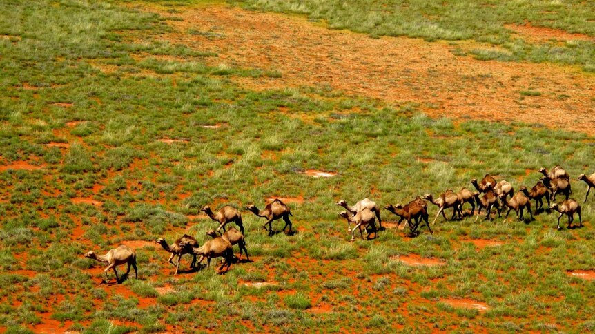 A big line of feral camels on the move