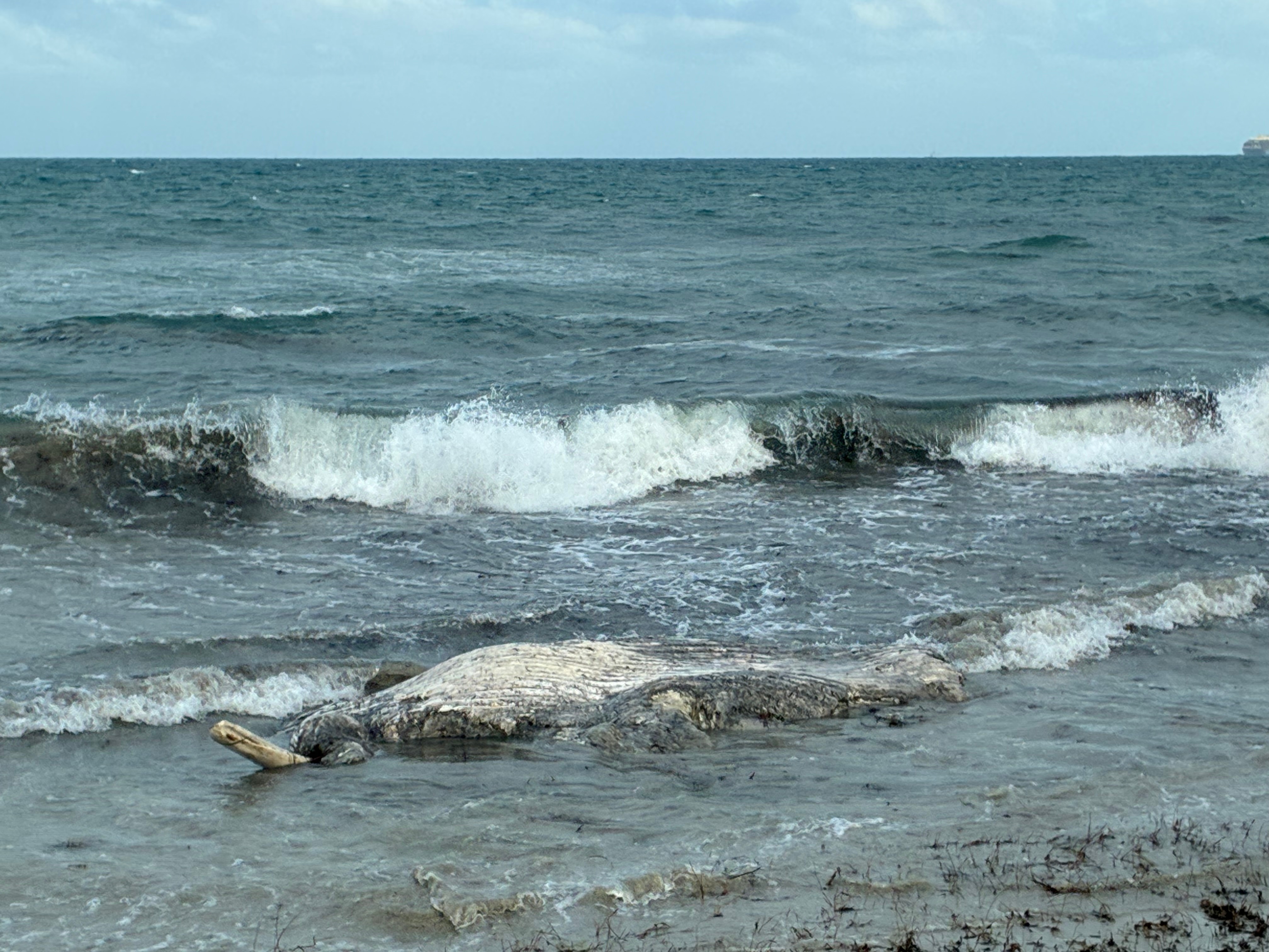 Body of eight metre whale on shoreline with ocean in the background