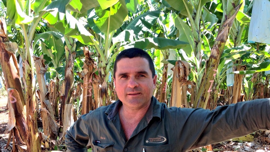 A Mareeba banana farm is back in production after gaining approval under a new biosecurity protocol