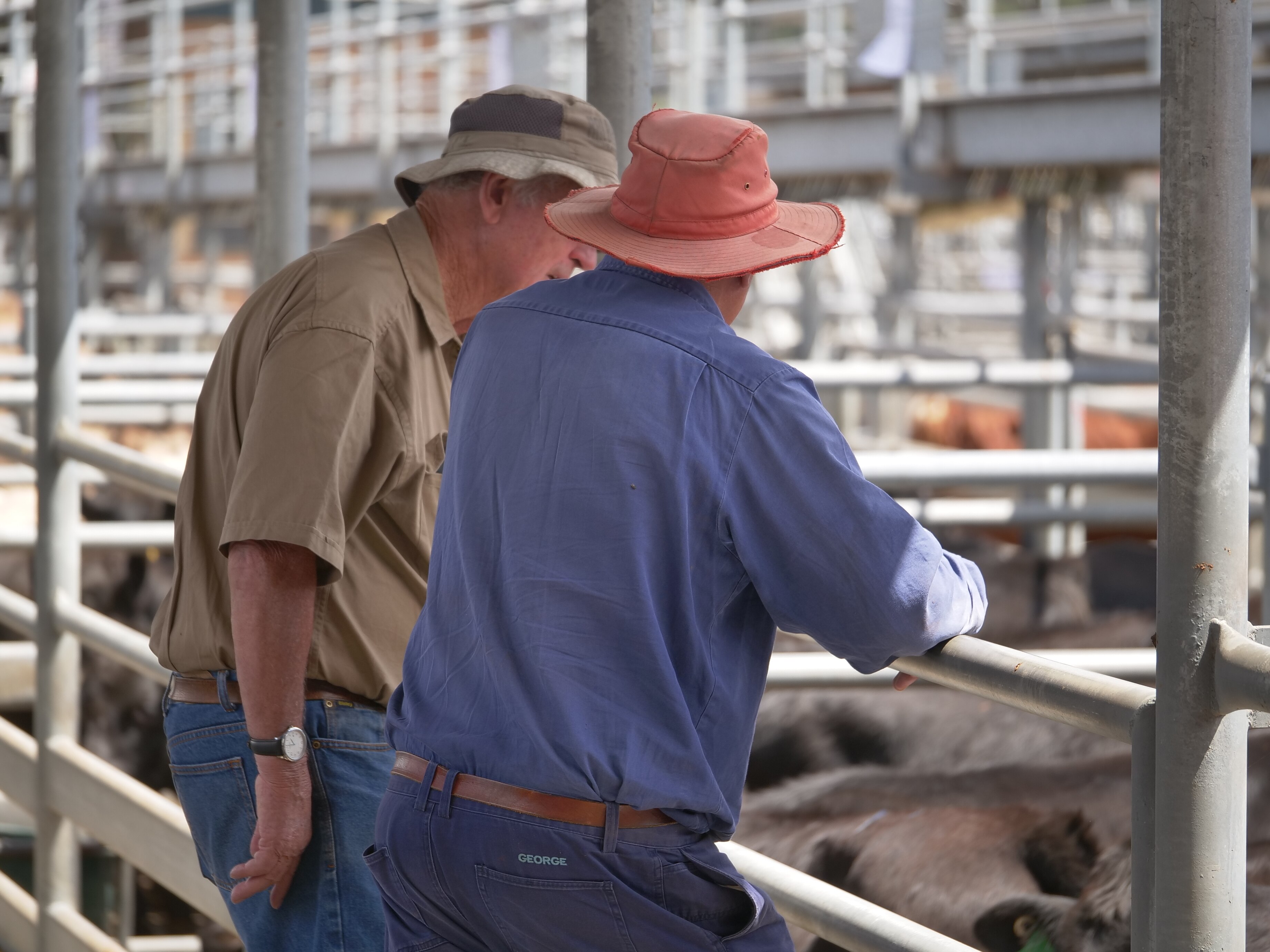 Two older farmers looking at cattle in pens at a saleyard