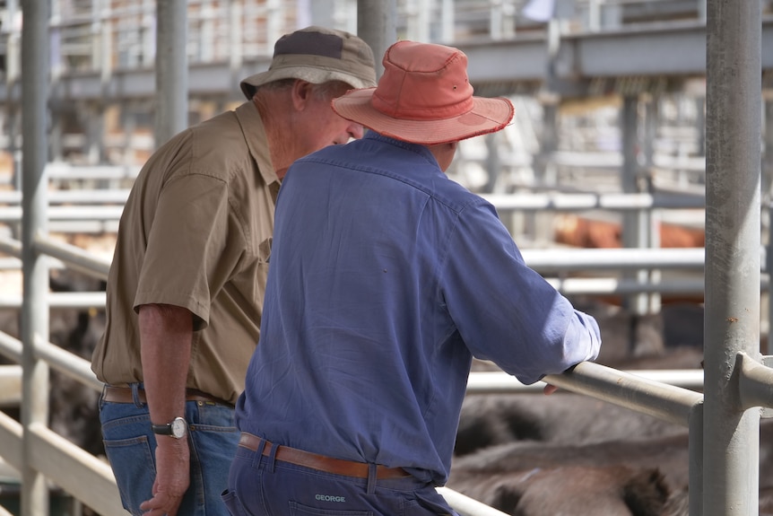 Two older farmers looking at cattle in pens at a saleyard