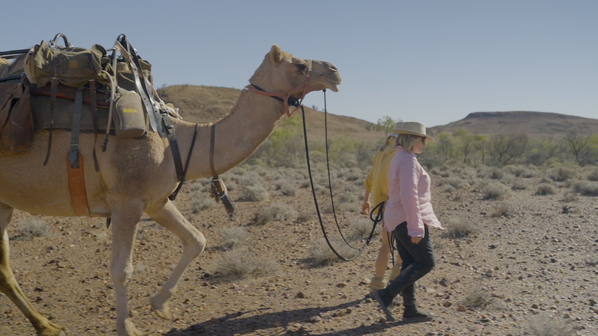 Pan shot of camel walk - ABC News
