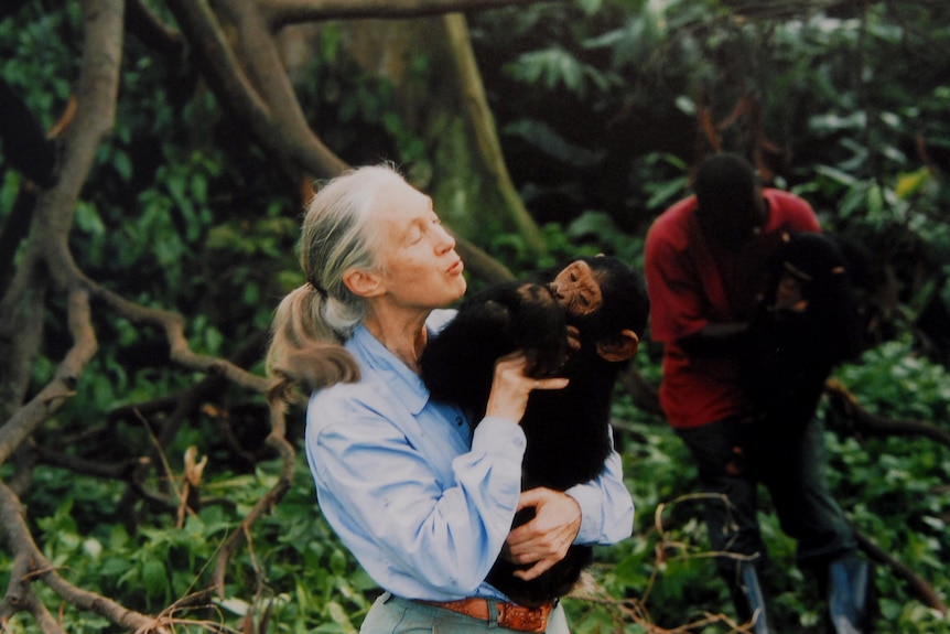 Jane Goodall holds an chimpanzee in the forest. 