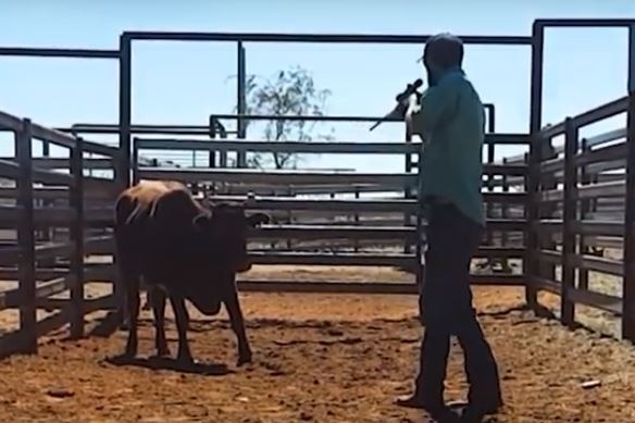Image of a man aiming a rifle at a cow in a cattle feedlot in a screengrab taken from a video.