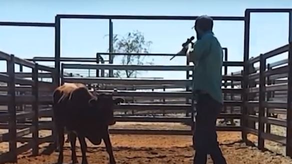 Image of a man aiming a rifle at a cow in a cattle feedlot in a screengrab taken from a video.