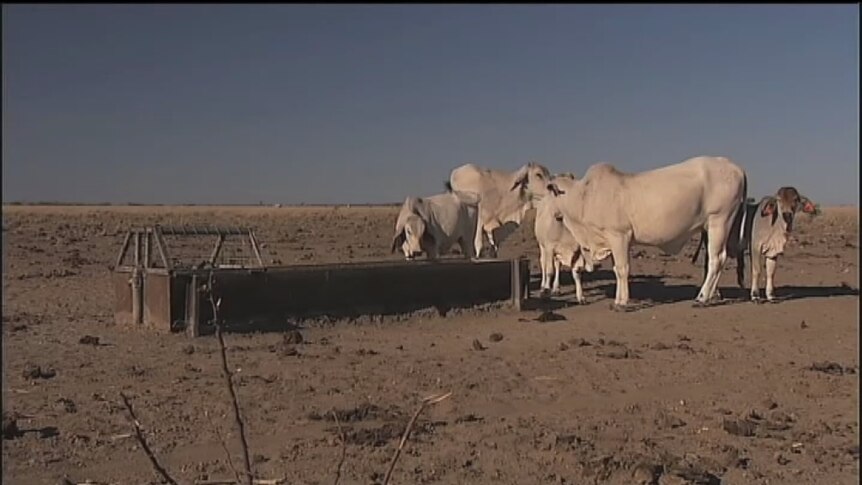 Drought affected farm