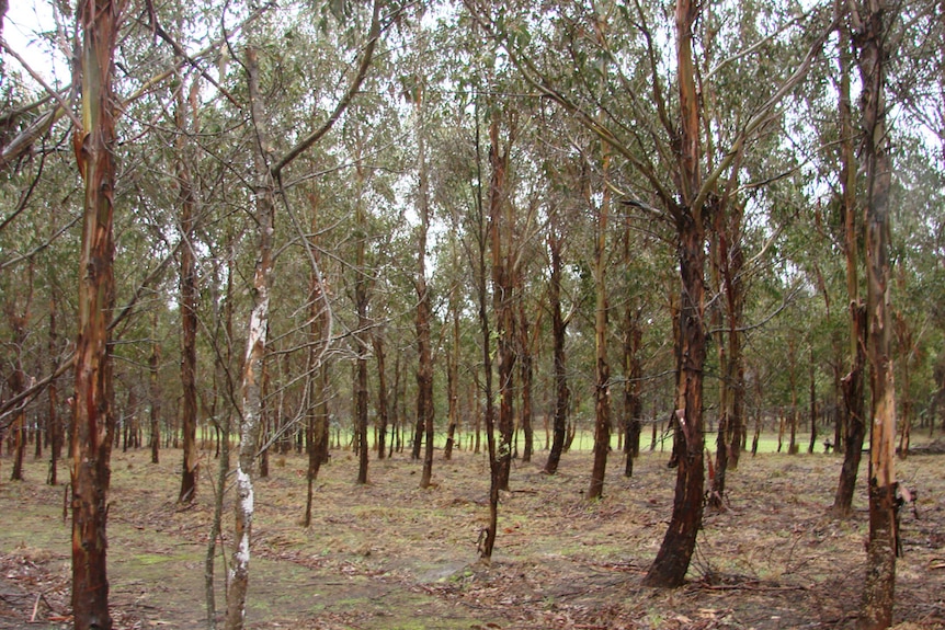 Eight year old plantation Eucalypts in north east Tasmania