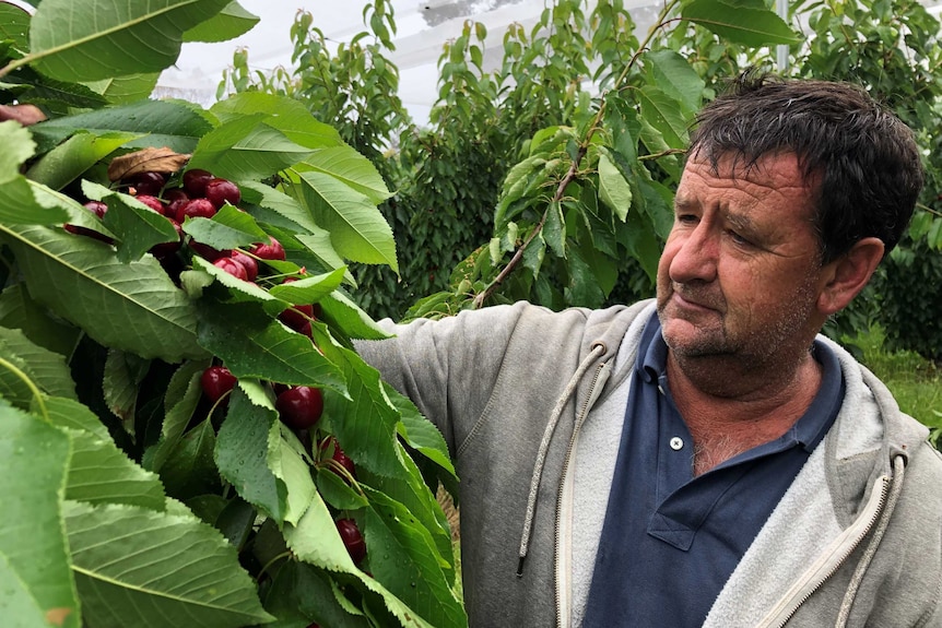 Man in a grey hoodie looking at the red cherries on a branch on a misty day.