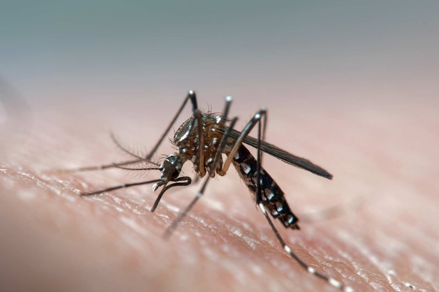A mosquito bites a human arm.