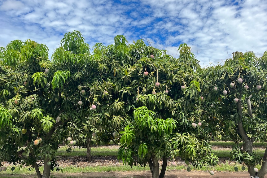 Mangoes on trees in a grove