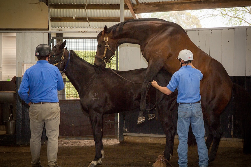 A stallion covers a mare while stud workers hold the horses' lead ropes.