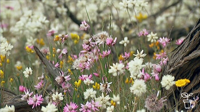 Yellow, pink and white wildflowers growing in a field
