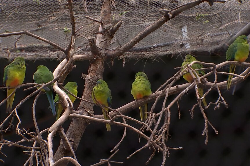Green and orange birds sitting on branches