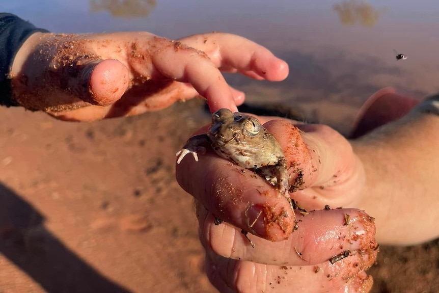 An child's hand holds a small, brown frog, as another child's hand touches the frog. Water pools behind them.