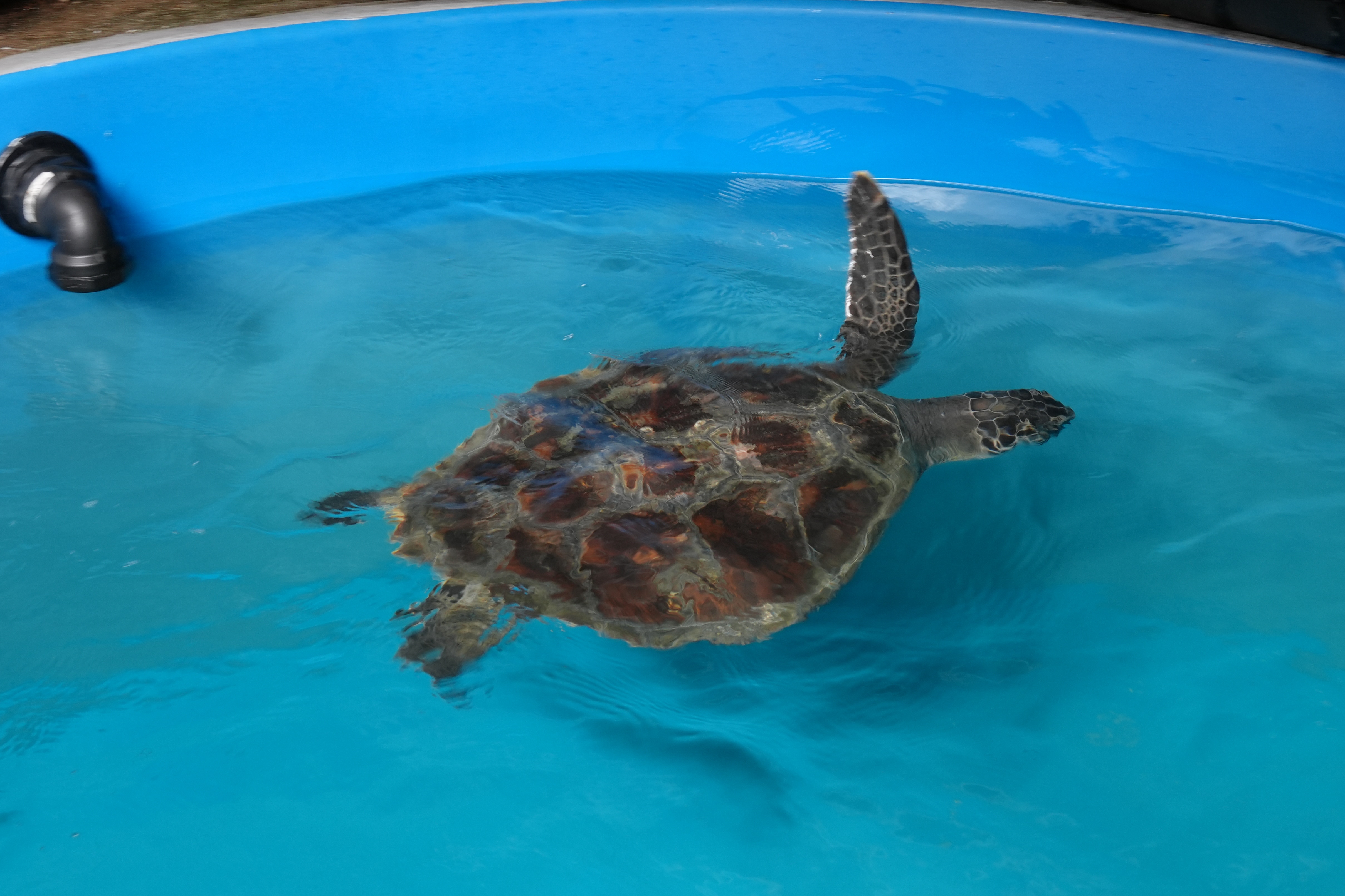 Paciente de tortuga verde en Taronga Wildlife Hospital con grave enredo en hilo de pescar