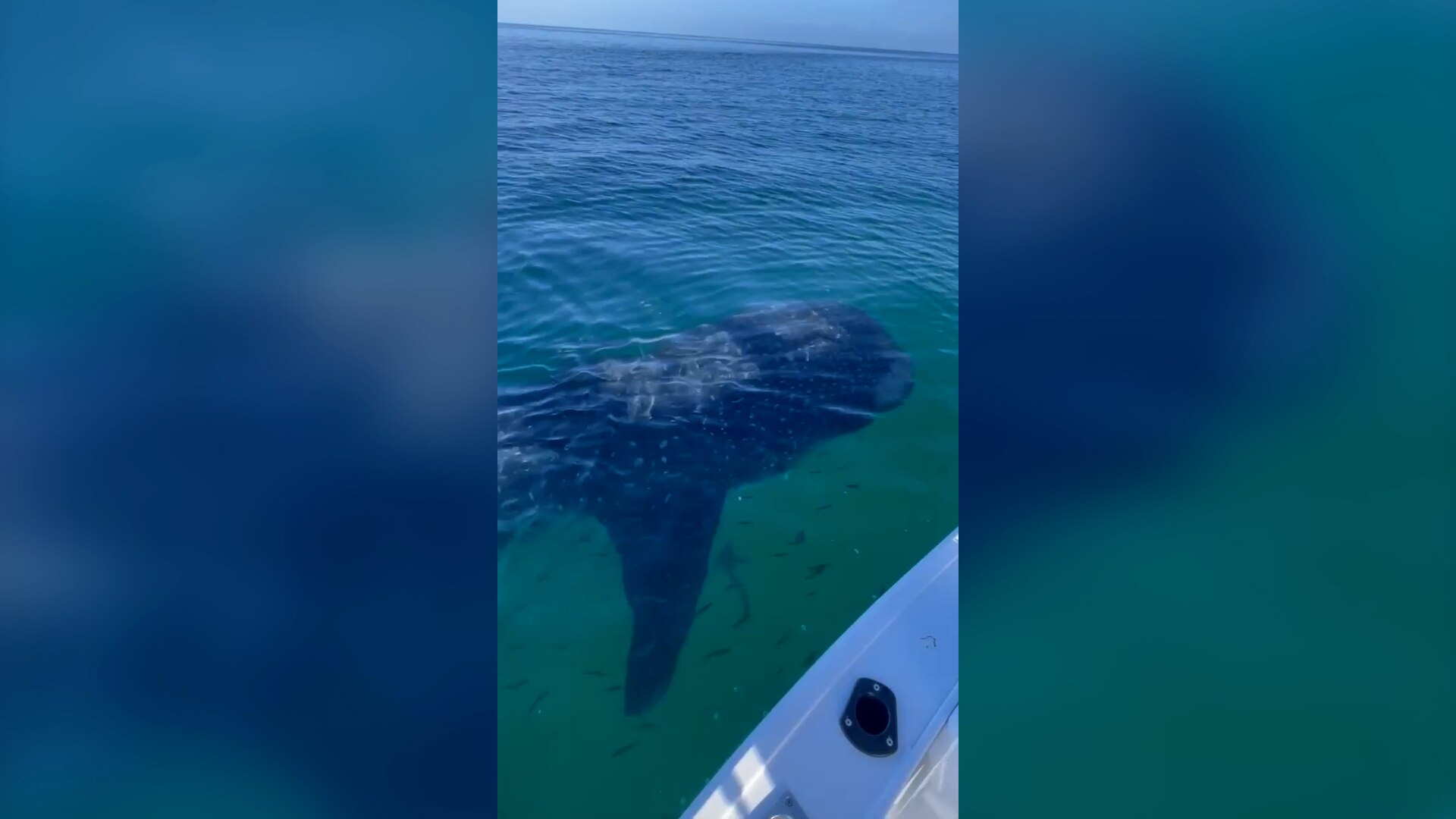Rare whale shark sighting in waters off Queensland's K'gari (Fraser Island)