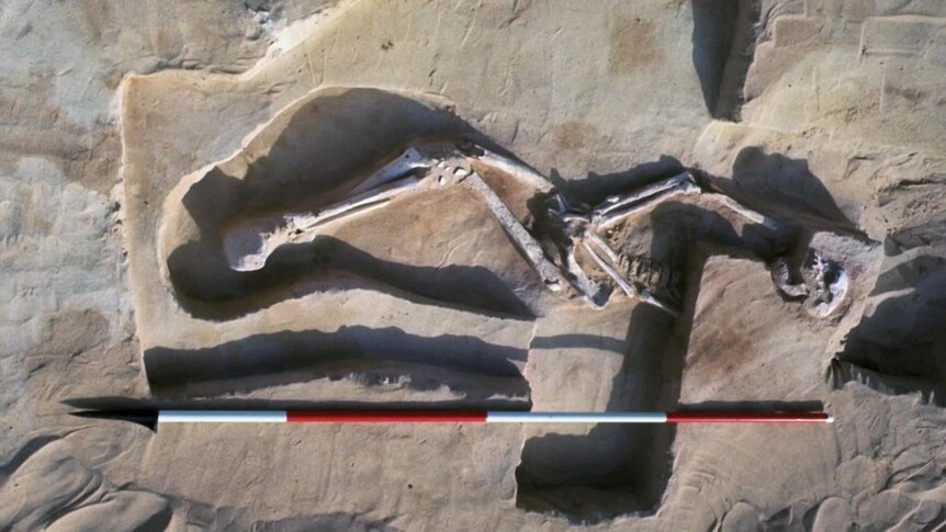 Archaelogical excavation reveals skeleton.