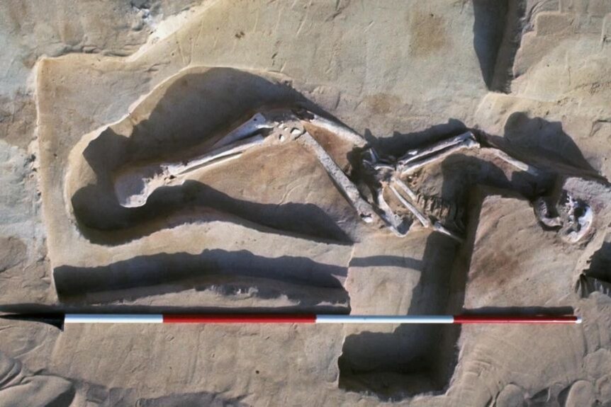 Archaelogical excavation reveals skeleton.