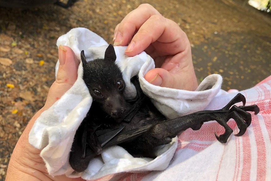 A tiny baby black bat is wrapped in a towel and held in the hands of a carer.