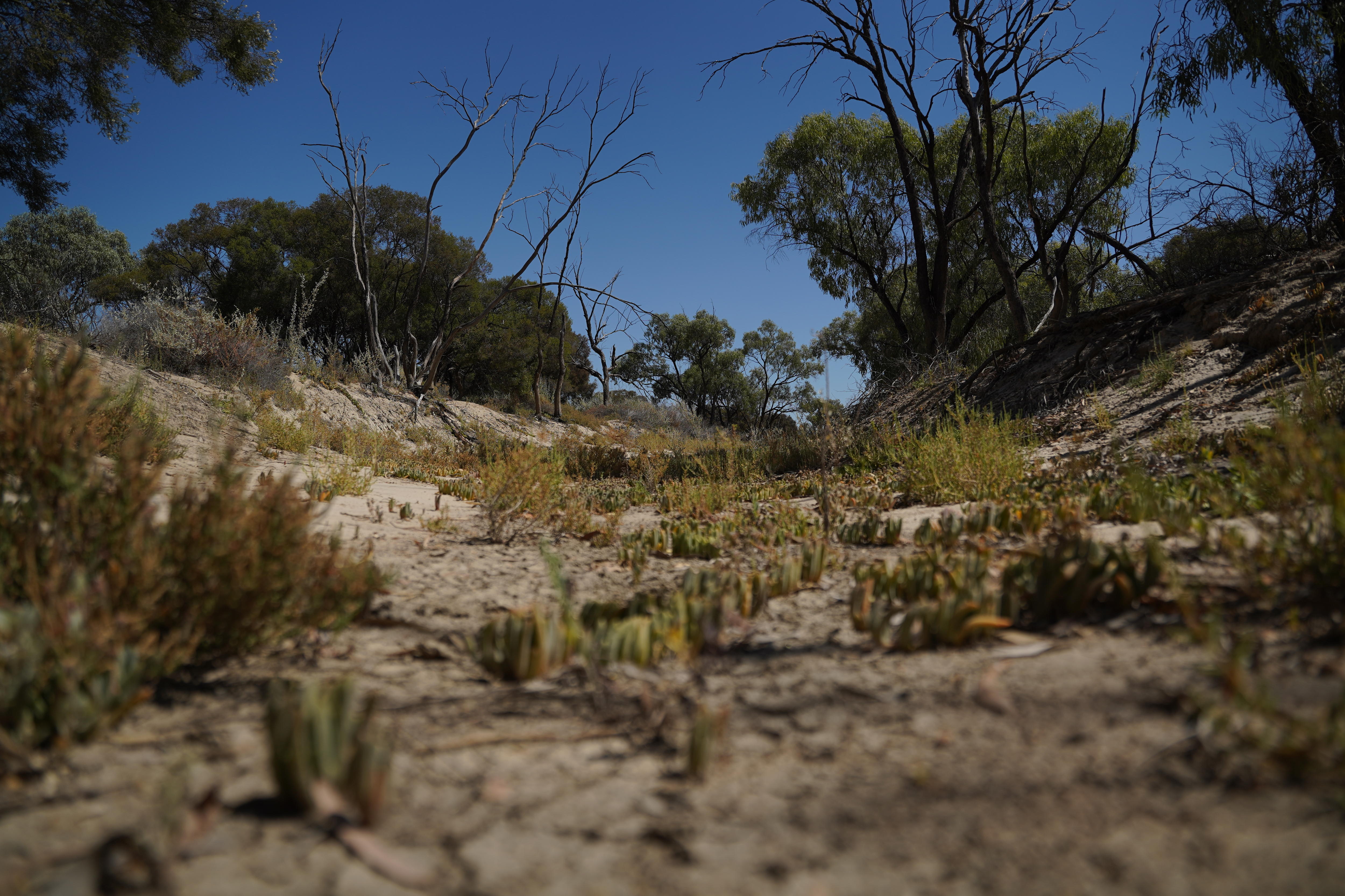 Un cauce seco en el que crecen arbustos.