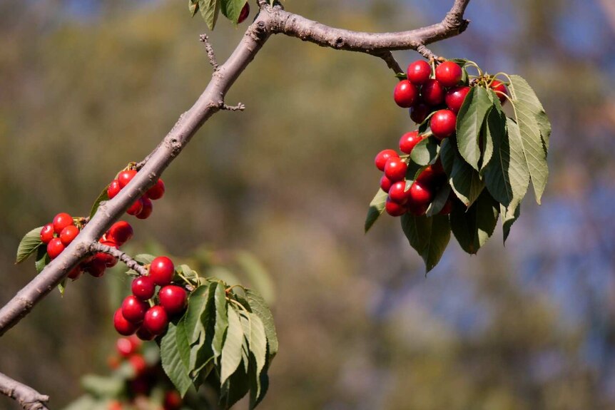 Ripe cherries on the branch