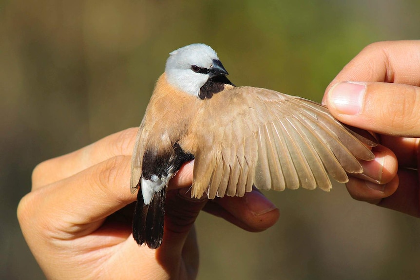 Hands holding a southern black-throated finch, one wing extended