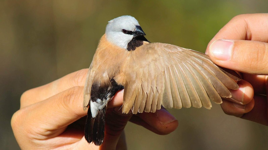 A black-throated finch held with wing extended.
