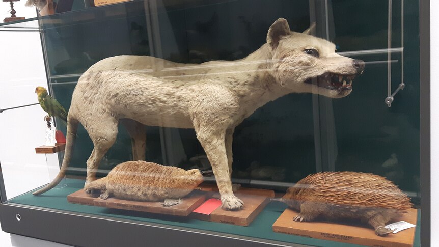 Faded Thylacine snarls unconvincedly over an overstuffed platypus and an overstuffed echidna.