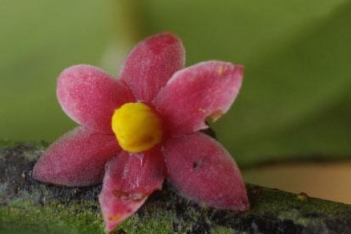 Sirdavidia solannona flowering plant