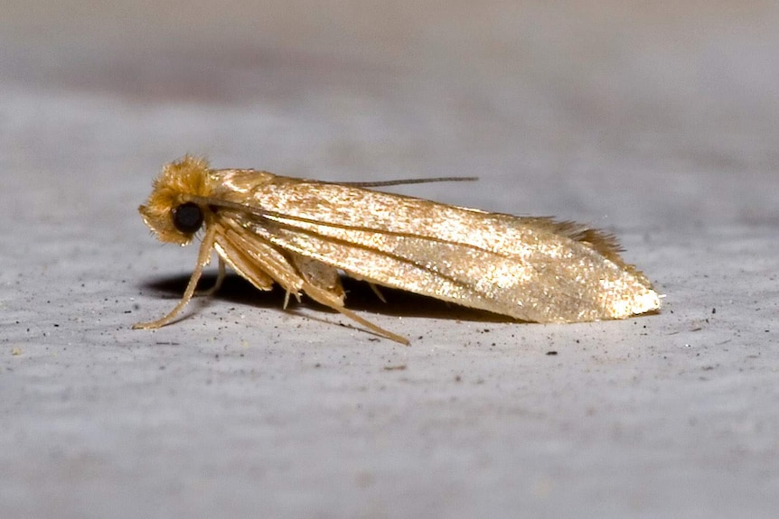 How To Get Rid of Moths (and Prevent Them, too)