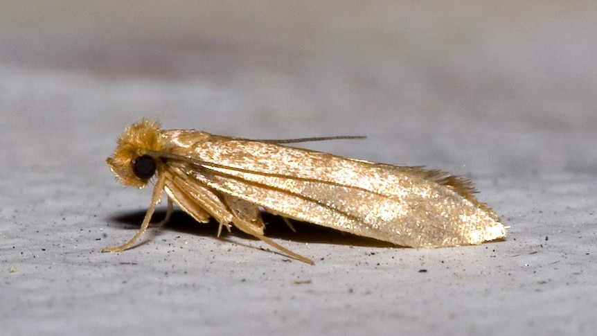 Tips for dealing with clothes and pantry moths in your home - ABC News