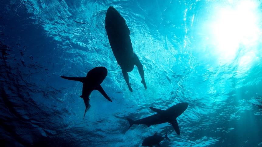 Shark deterrents are flooding the market. Here's what you should
