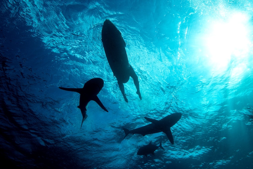 A silhouette of sharks under a surfer.