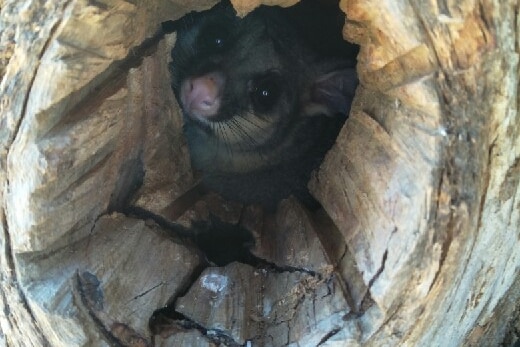 Photo of possum in tree hollow.