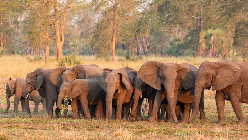 Herd of elephants