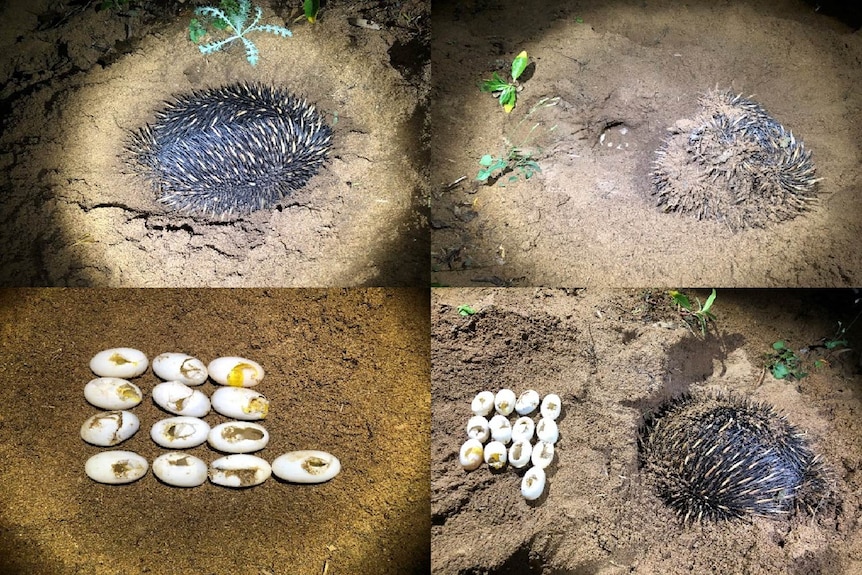 A sequence of four images with an echidna on the ground, flipped over and next to 13 punctured turtle eggs at night